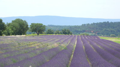 Ȧ