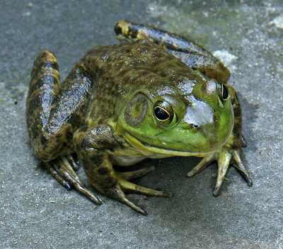 Froggy2