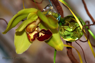 ORCHIDS    CYMBIDIUM  ...