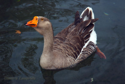 Goose ...