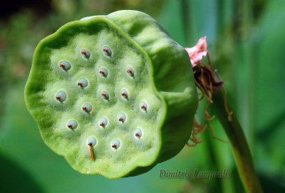  Lotus seed ...