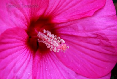 HIBISCUS   SINENSIS  ...