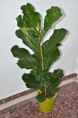 Ficus  Lyrata  ...