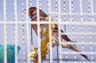 Junction with canary goldfinch ...