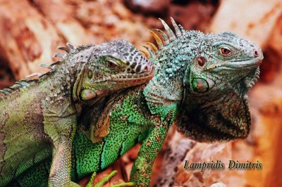 Iguanas ...