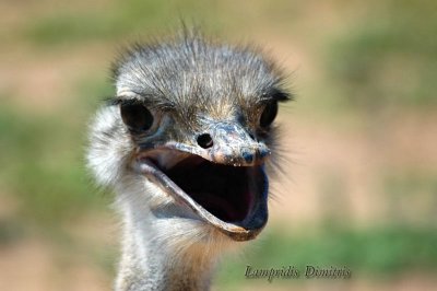 Ostrich ...