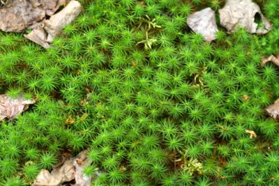 Polytric genvrier - Juniper Haircap Moss - Polytrichum juniperinum 2m8