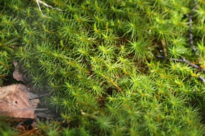 Polytric genvrier - Juniper Haircap Moss - Polytrichum juniperinum  1m8