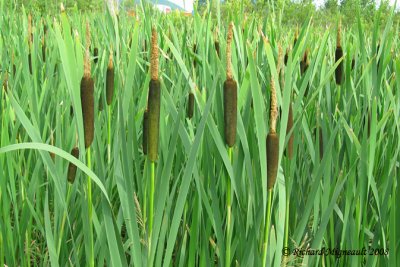 Quenouille  feuilles larges - Broad-leaved cat-tail - Typha latifolia 1m8