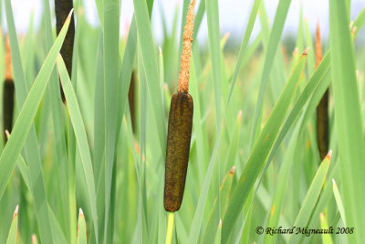 Quenouille  feuilles larges - Broad-leaved cat-tail - Typha latifolia 2m8