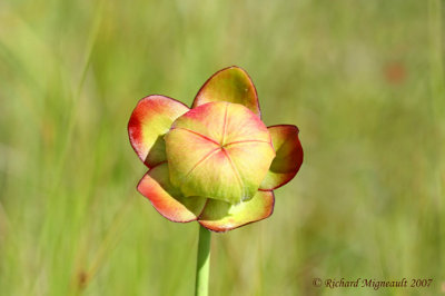 Sarracnie poupre - Northern Pitcher-plant - Sarracenia purpurea - fleur 7 m7