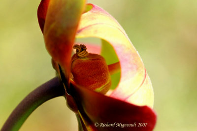 Sarracnie poupre - Northern Pitcher-plant - Sarracenia purpurea - fleur 8 m7