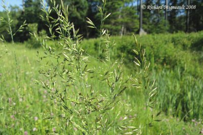 Brome inerme - Smooth brome - Bromus inermis 1m8