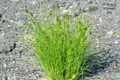 Carex de Crawford - Crawford's Sedge - Carex Crawfordii 2m8