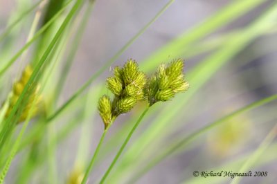 Carex de Crawford - Crawford's Sedge - Carex Crawfordii 3m8
