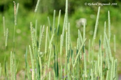 Mil - Timothy grass - Phleum pratense 1m8