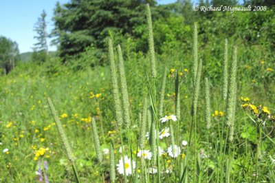 Mil - Timothy grass - Phleum pratense 2m8