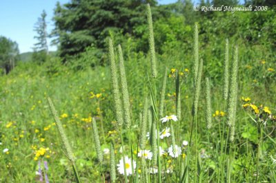 Gramines - Grasses