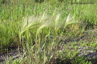 Orge agrable - Squirrel-tail Grass - Hordeum jubatum 1m8