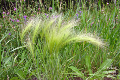 Orge agréable - Squirrel-tail Grass - Hordeum jubatum 2m8