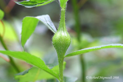 Galle, Eupatoire macule - Joe-pye-weed - Eupatorium maculatum 2m8