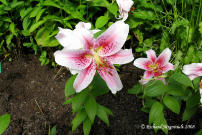 Lys - Lily - Dwarf oriental lily Miss Rio