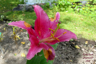 Lys - Lily - Lilium orientalis Acapulco