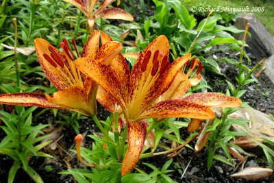 Lys - Lily - Lilium Kentucky hybrid