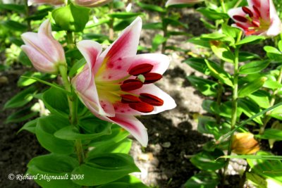 Lys - Lily - Lillium Oriental angelique