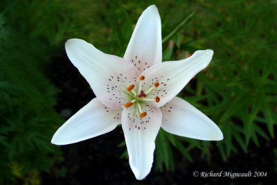 Lys Lily Lilium blanc 1m4