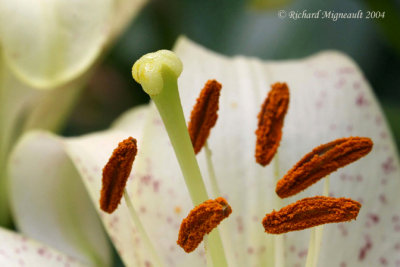 Lys Lily Lilium blanc 2m4