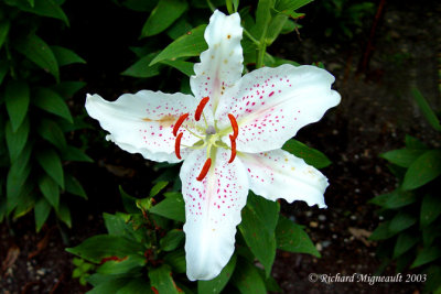 Lys Lily Lilium blanc m3