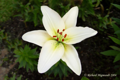 Lys Lily Lilium blanc m4