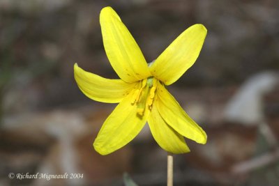 Lys Lily Lilium jaune 1m4
