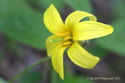 Lys Lily Lilium jaune 2 m4