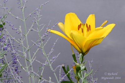 Lys Lily Lilium jaune 4m4