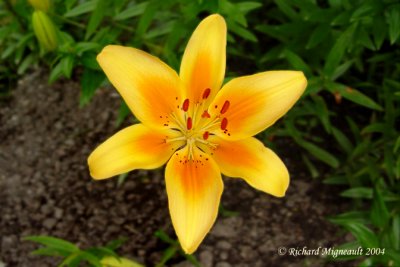 Lys Lily Lilium jaune 6m4