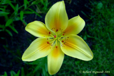 Lys Lily Lilium jaune 7m4