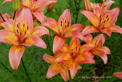 Lys Lily Lilium orange 3m4