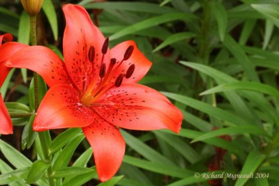 Lys Lily Lilium orange 5m4