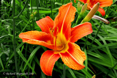 Hémérocalle - Daylily - Hemerocallis Apricot Beauty 3