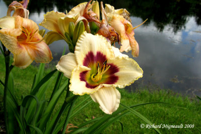 Hemerocalle - Daylily - Hemerocallis Blueberry candy