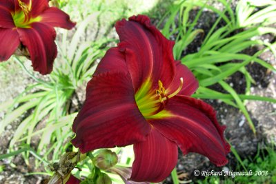 Hémérocalle - Daylily - Hemerocallis Christmas Carol