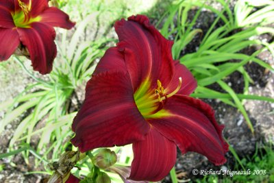 Hmrocalle - Daylily - Hemerocallis Christmas Carol