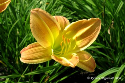 Hmrocalle - Daylily - Hemerocallis Colonial Dame 1