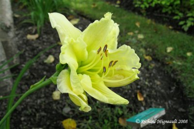 Hémérocalle - Daylily - Hemerocallis Cool it