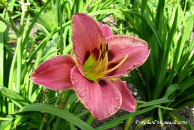 Hémérocalle - Daylily - Hemerocallis Edge of Darkness