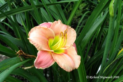Hémérocalle - Daylily - Hemerocallis Elegant candy