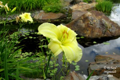 Hemerocalle - Daylily - Hemerocallis Golden fountain