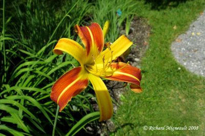 Hémérocalle - Daylily - Hemerocallis Jean